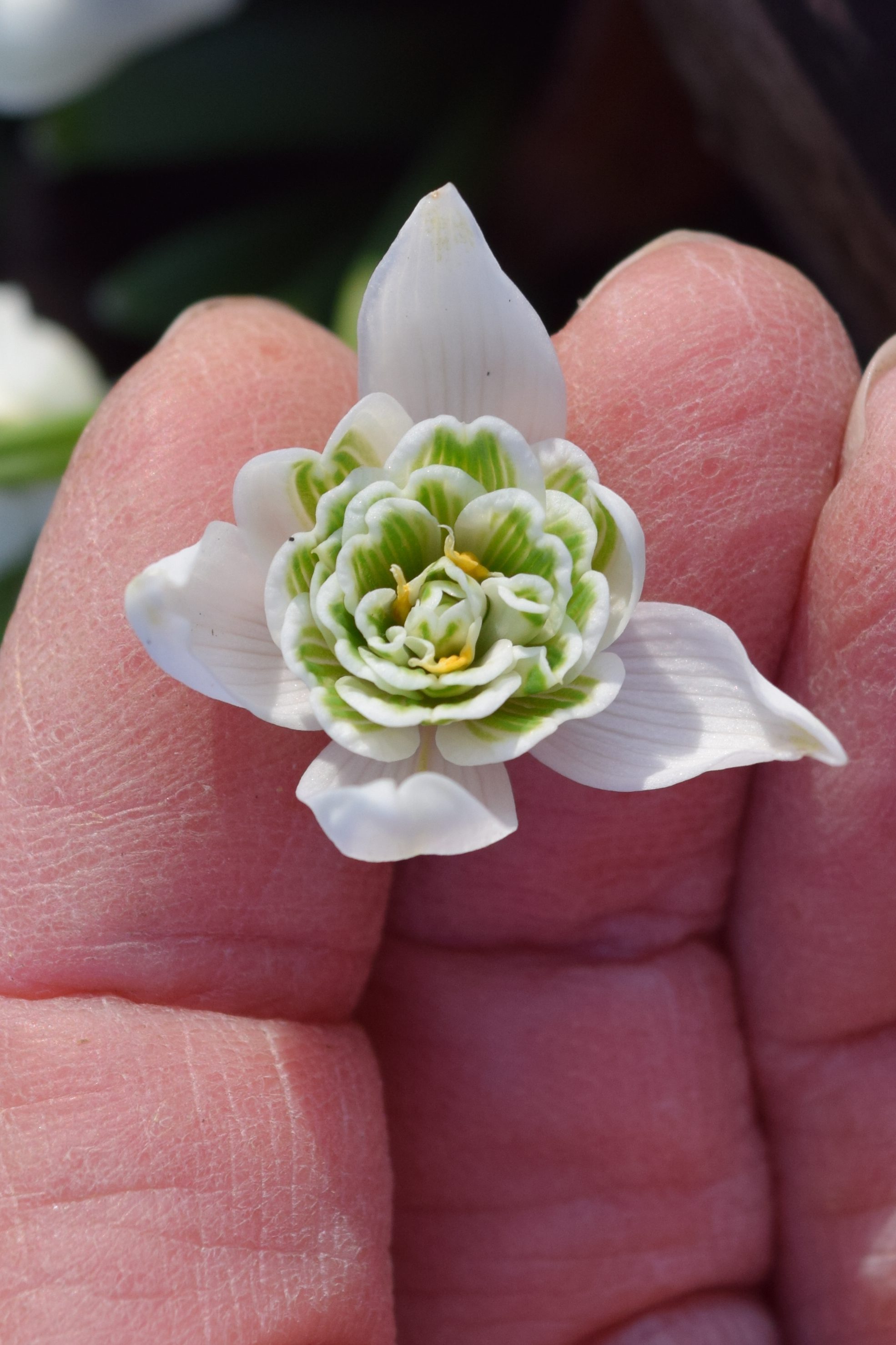 Holding a double flowered snowdrop in your hand allows you to admire all of the details
