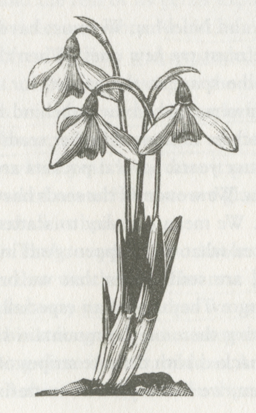 A snowdrop - Galanthus - woodcut image from the book Four Hedges by Claire Leighton
