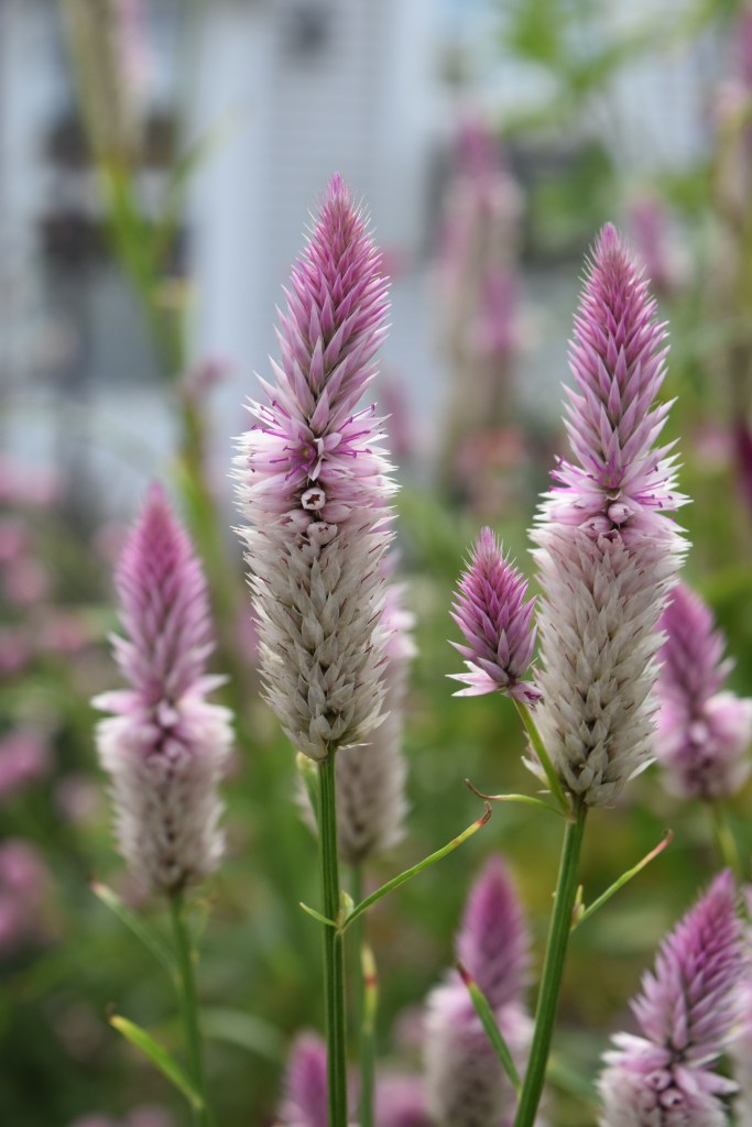 Celosia 'Flamingo Feather' - an upright pink, soft flower