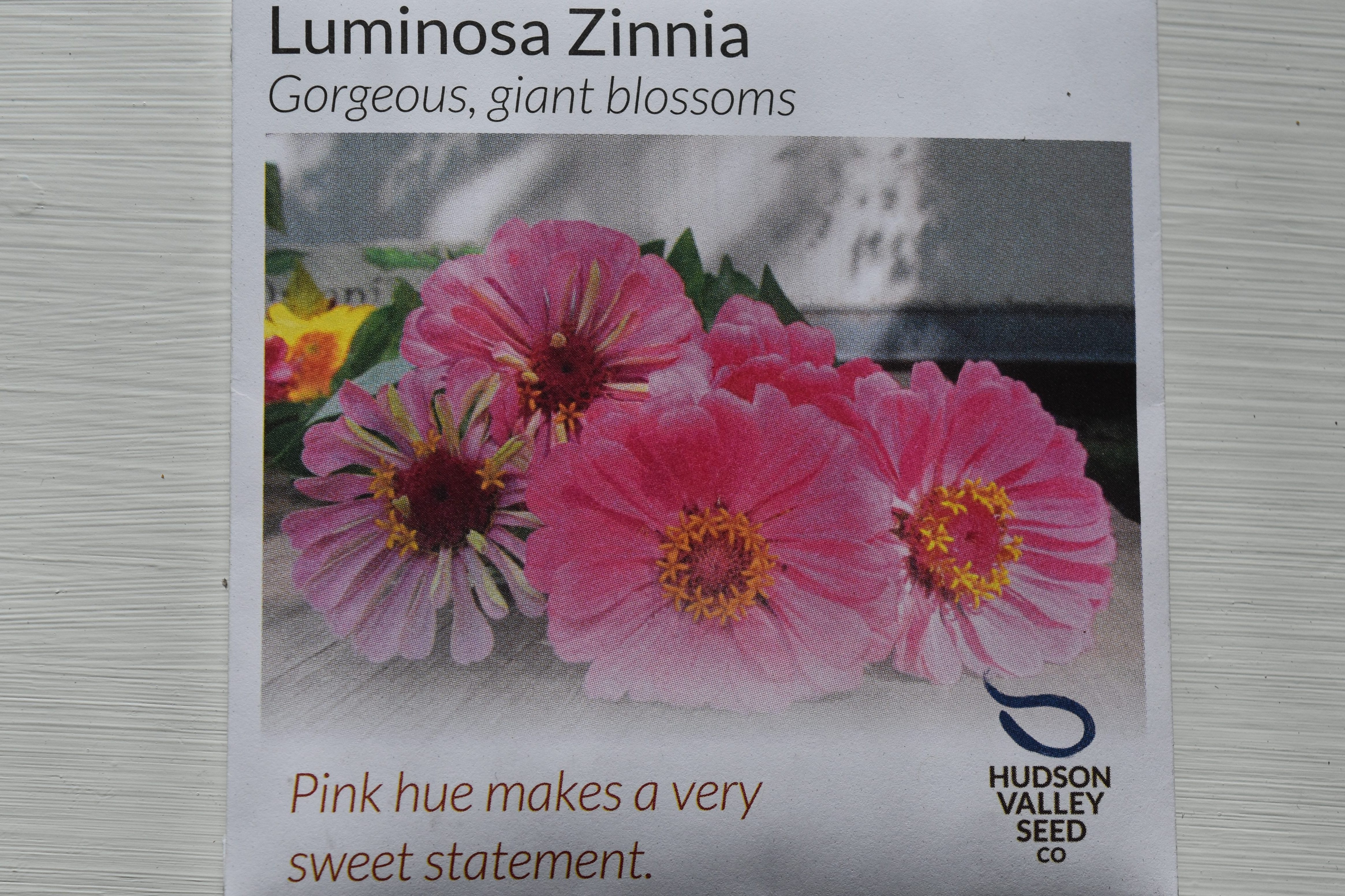Luminosa Zinnia seeds from Hudson Valley Seed Co.