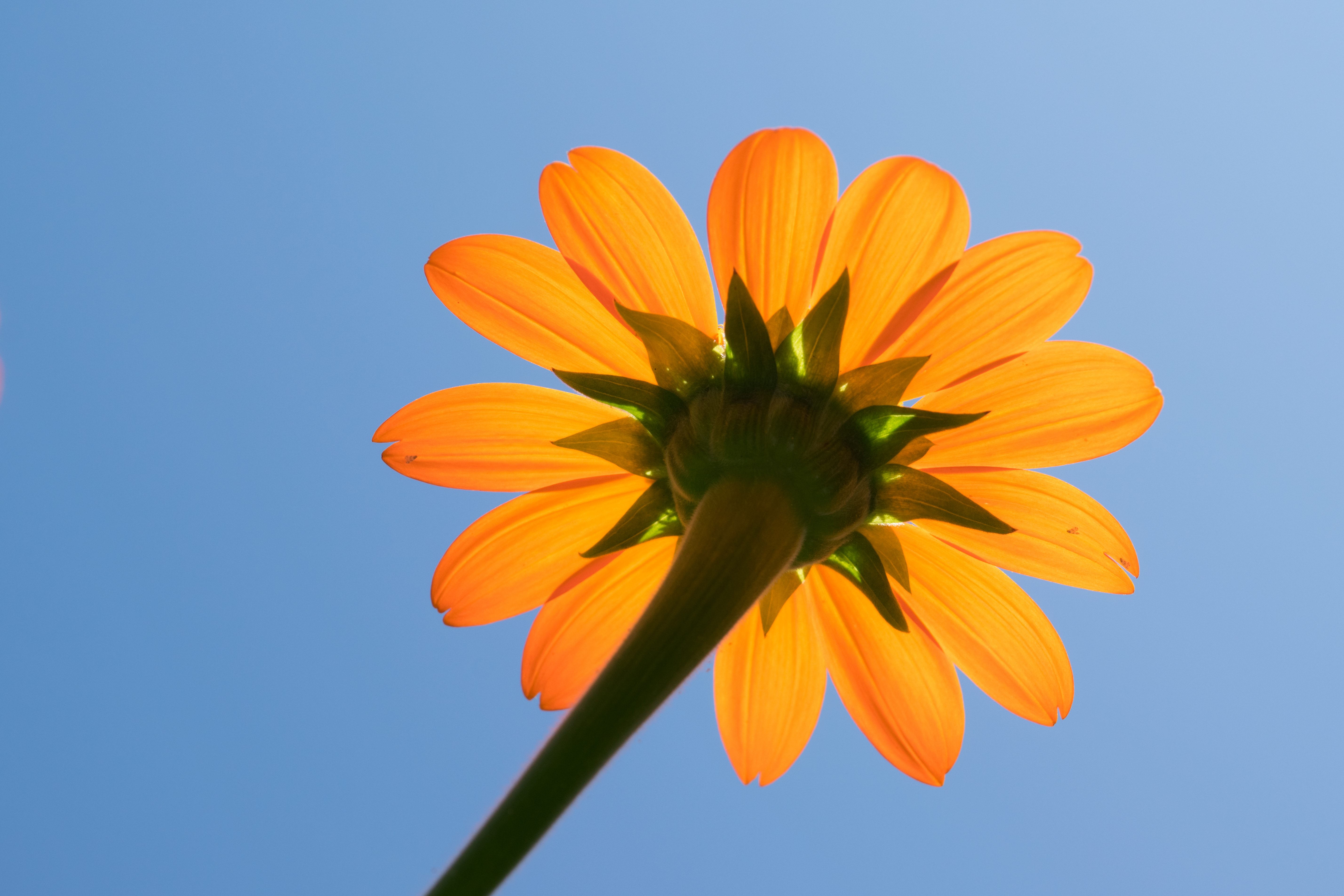 Tithonia - Mexican Sunflower - an orange daisy-shaped flower