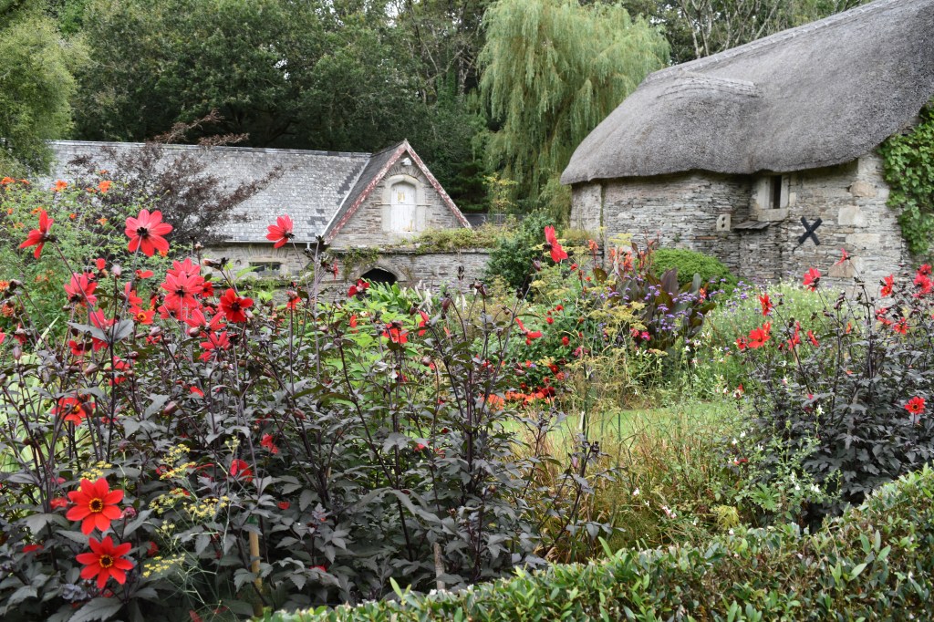 Red single Dahlia flowers at The Garden House, Devon, England