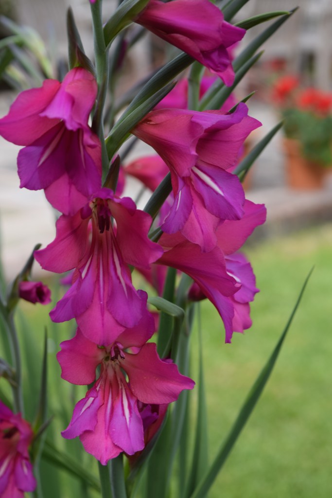 A spike of gladiolus flowers in magenta color