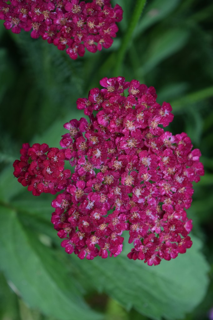 Flat-topped flower of a yarrow in magenta color