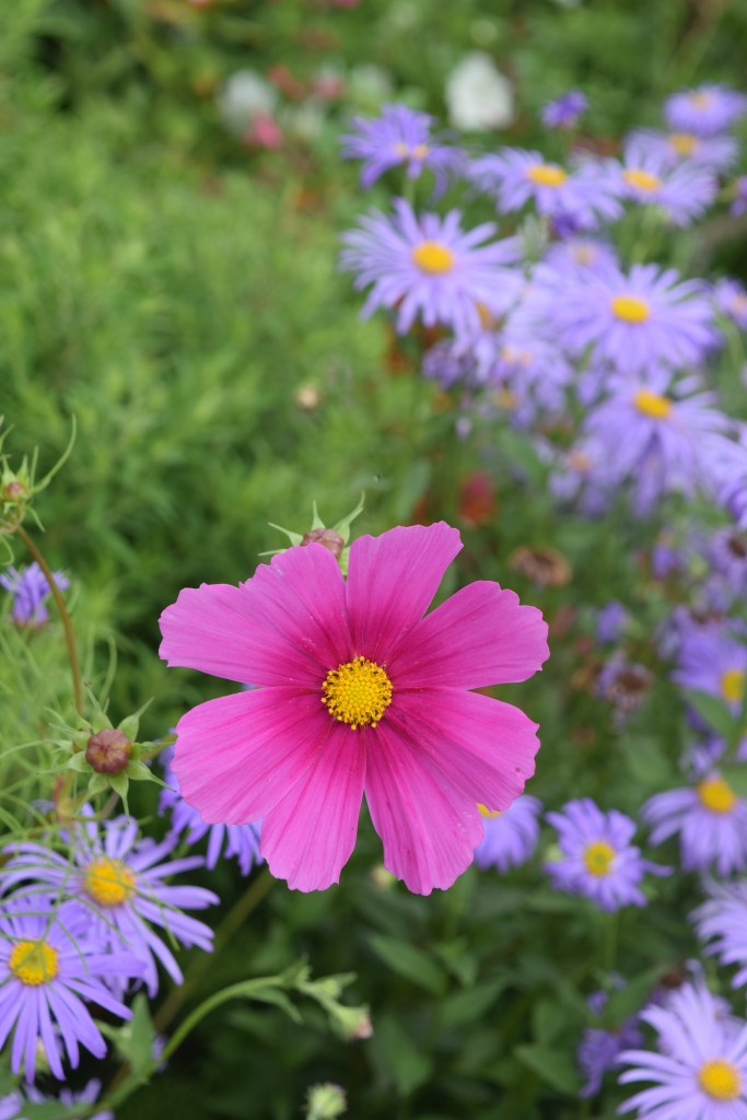 A daisy-shaped cosmos flower with a yellow center against a background of aster flowers