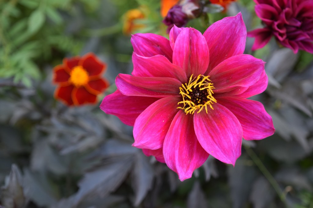 A magenta single-flowered dahlia with dark foliage and yellow center