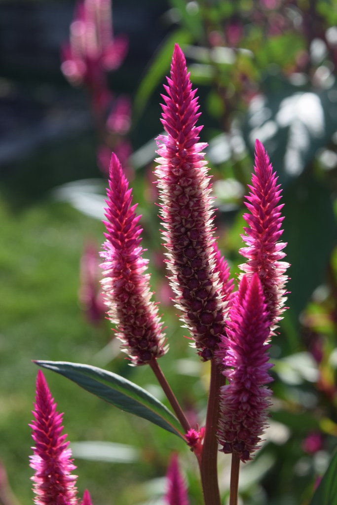 Feathery magenta blooms of celosia