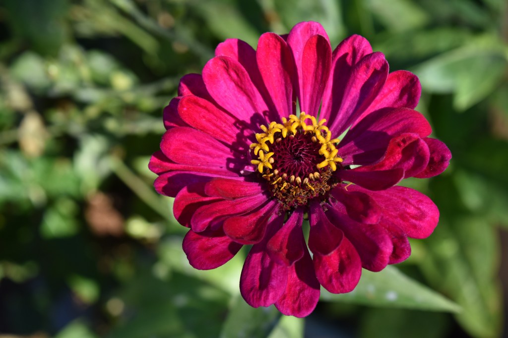 Bright magenta zinnia flower