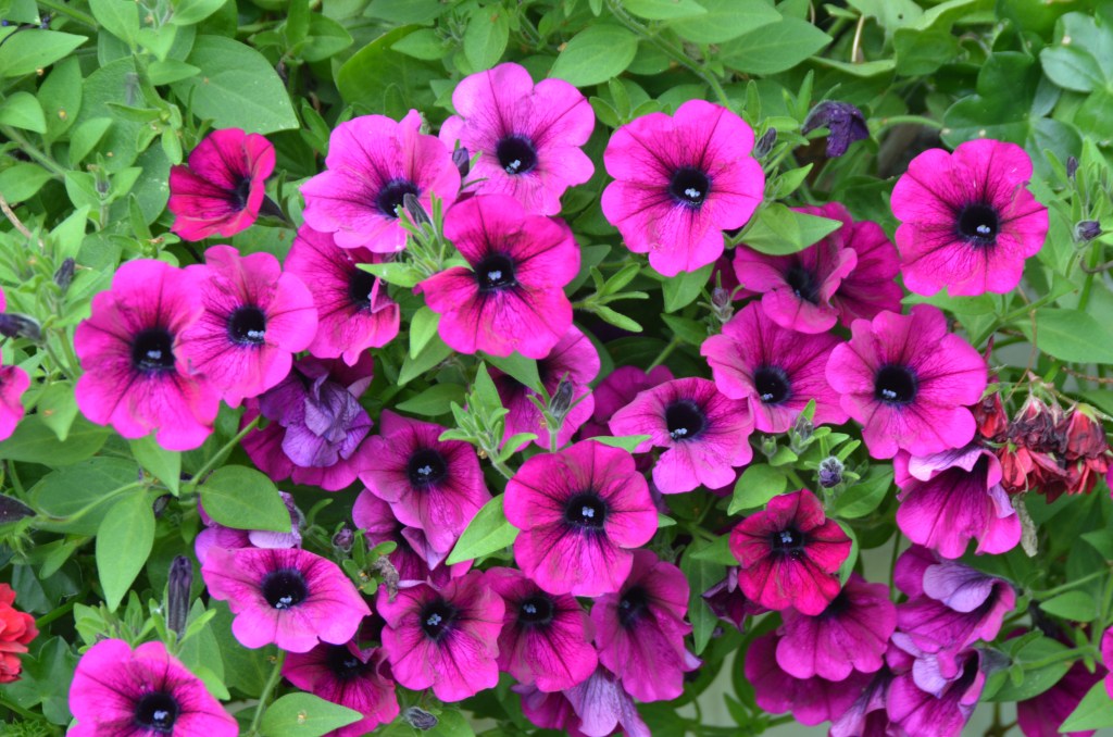 A mass of bright magenta petunia flowers in a hanging basket