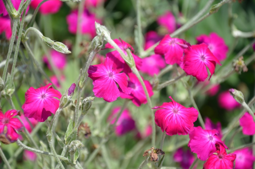 Bright magenta rose campion flowers