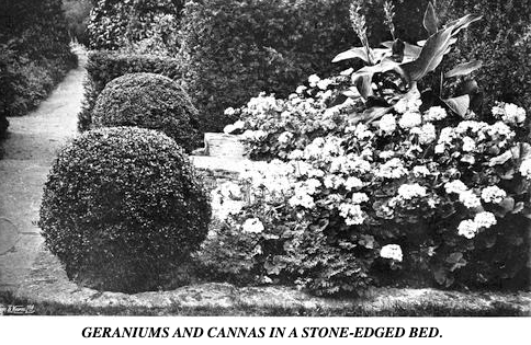 Black and white photo of a cannas and geranium in and English garden in the early 1900's by Gertrude Jekyll