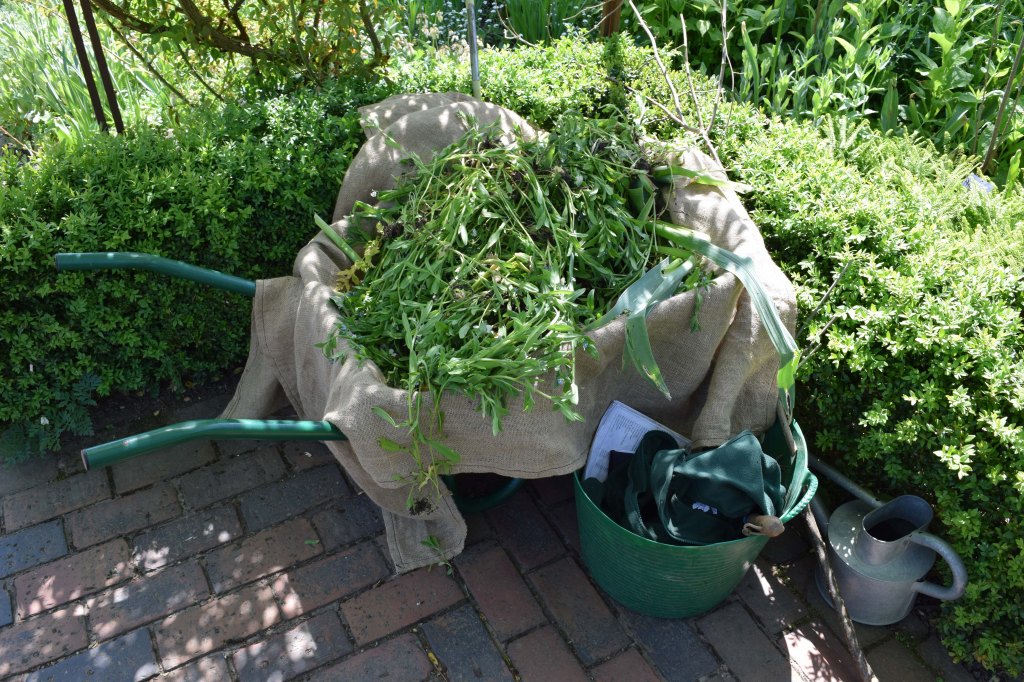 A wheelbarrow with cut green stems in a garden