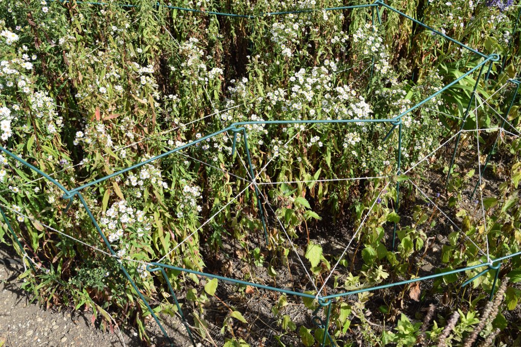 An example of poor staking in a garden