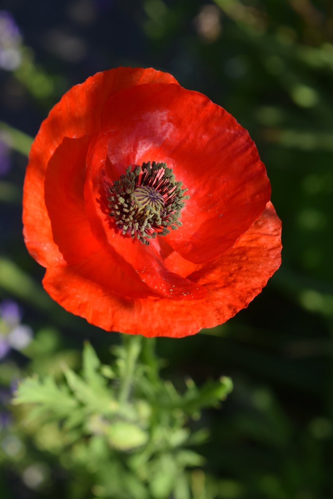 Bright red poppy flower
