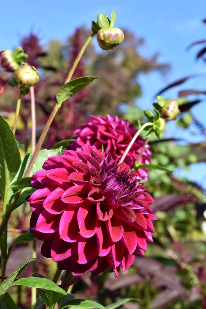 Deep pink dahlia flower in a garden