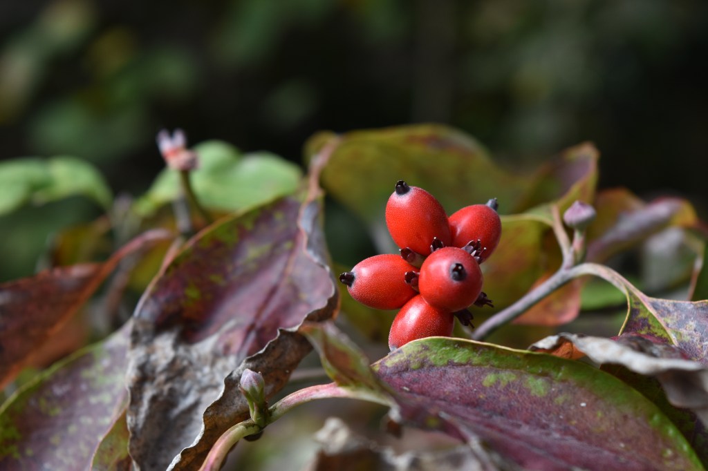 Flowering dogwood red fruit