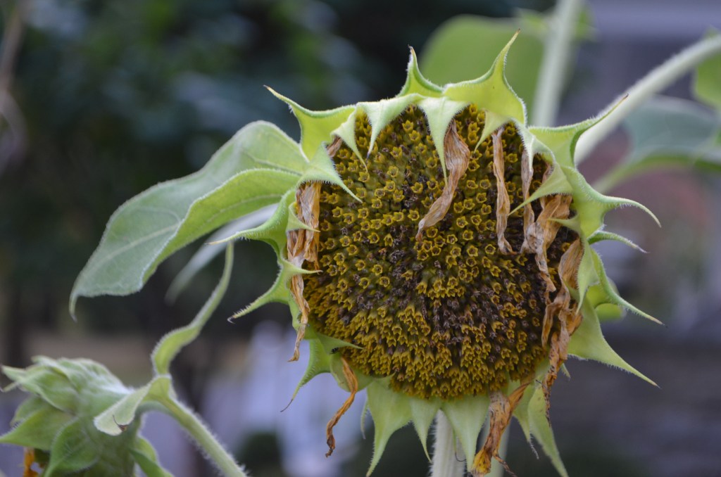 Withered sunflower