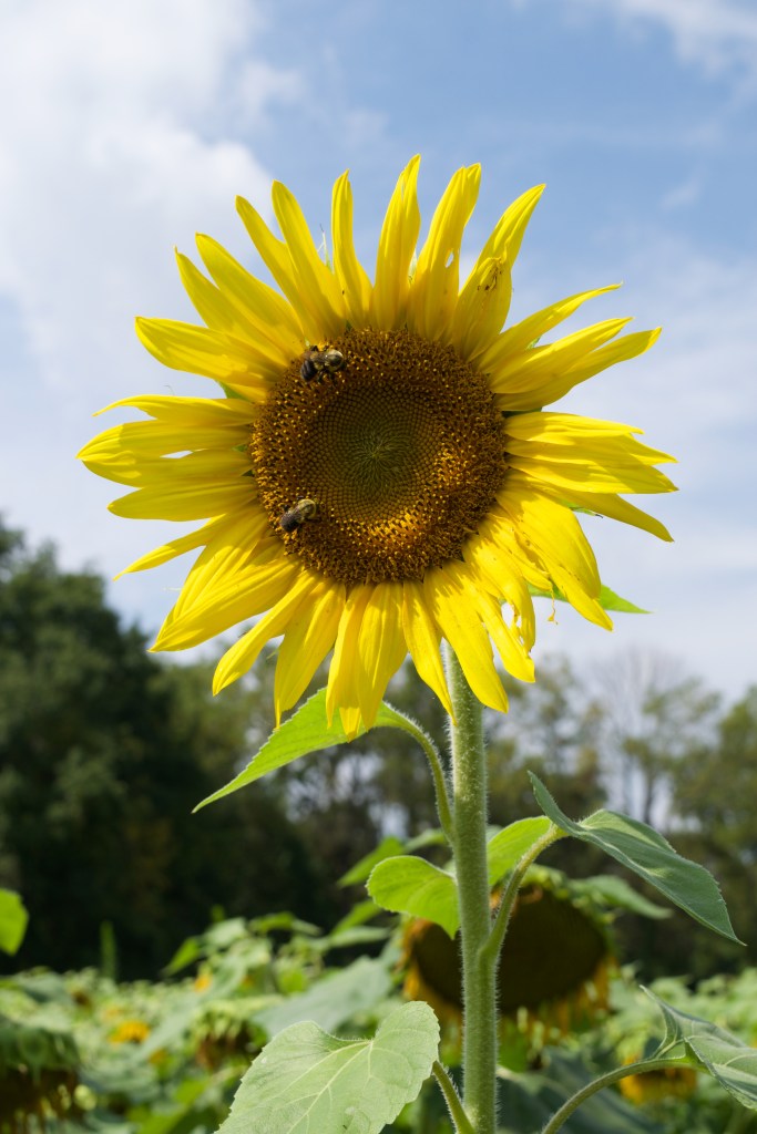 Sunflower with yellow petals and bees pollinating it