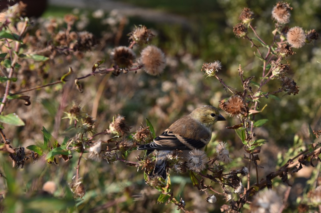 Common chaffinch eating aster seeds