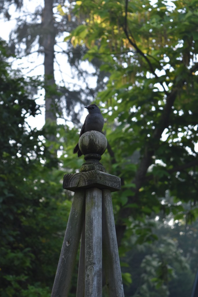 Catbird perching in a garden