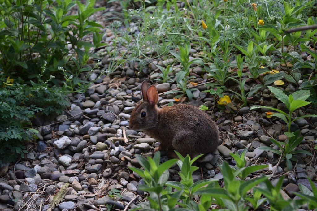 Rabbit in a garden