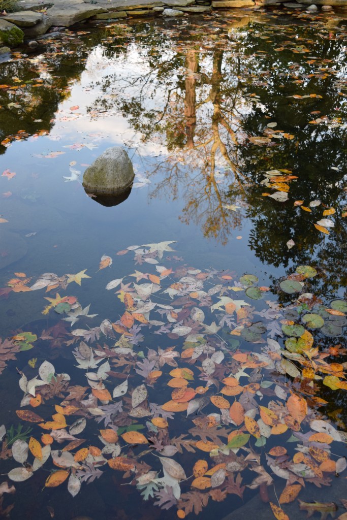 Autumn Leaves in a water feature at Northview Garden