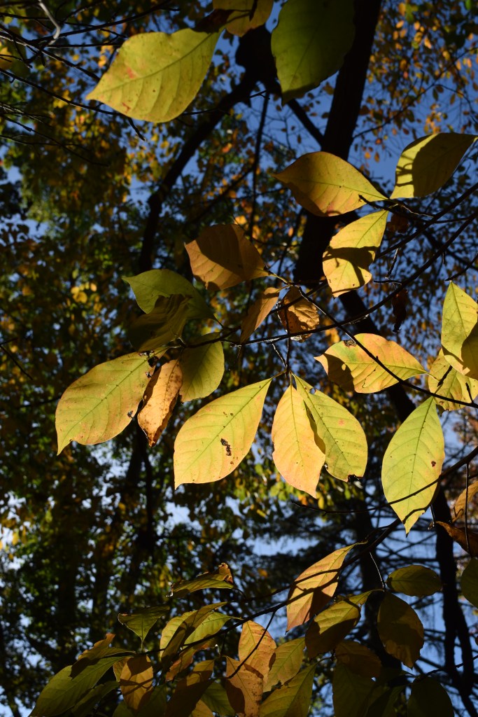 Nyssa sylvatica leaves in their autumn colors - Sourgum