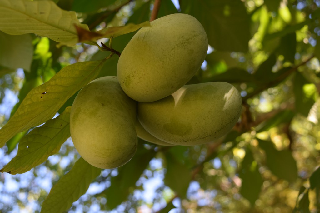 Paw paw fruit