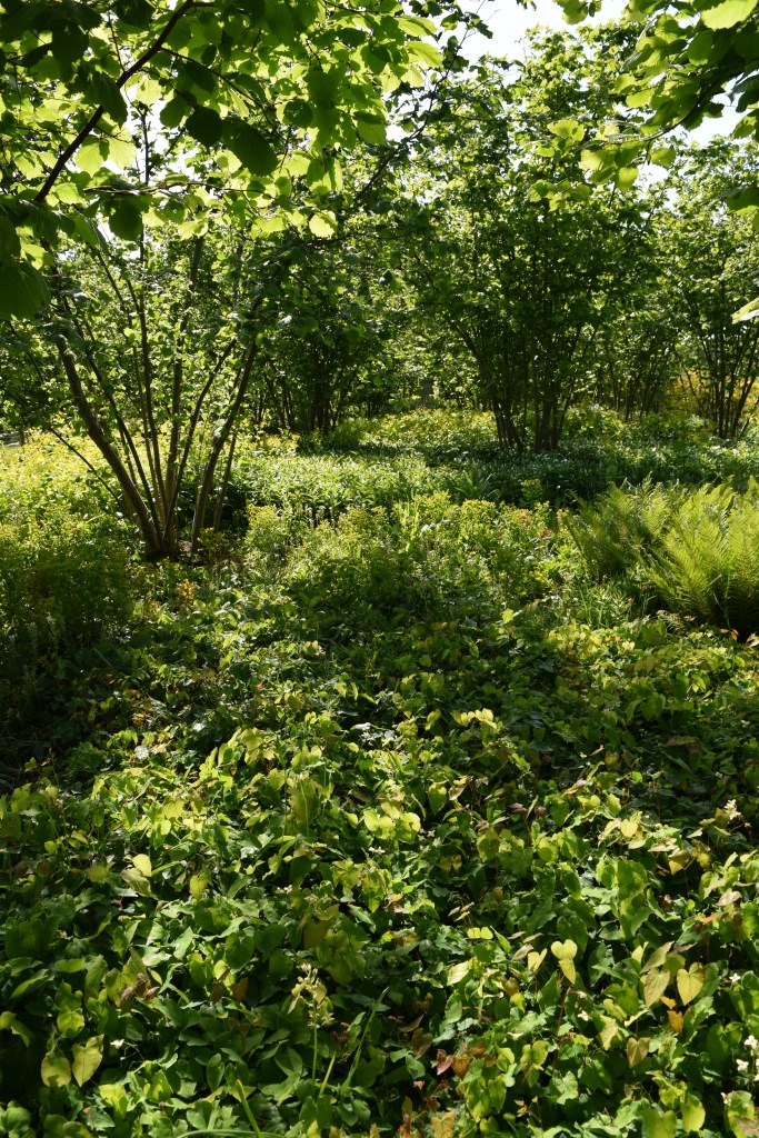 The Nuttery is an shade garden sheltered by Kentish Cobnuts - a hazelnut 