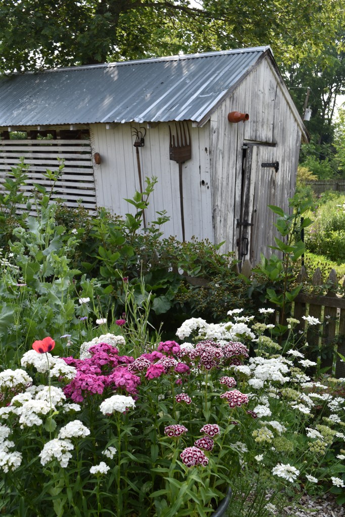 Corn crib in background and sweet william flowers at the front
