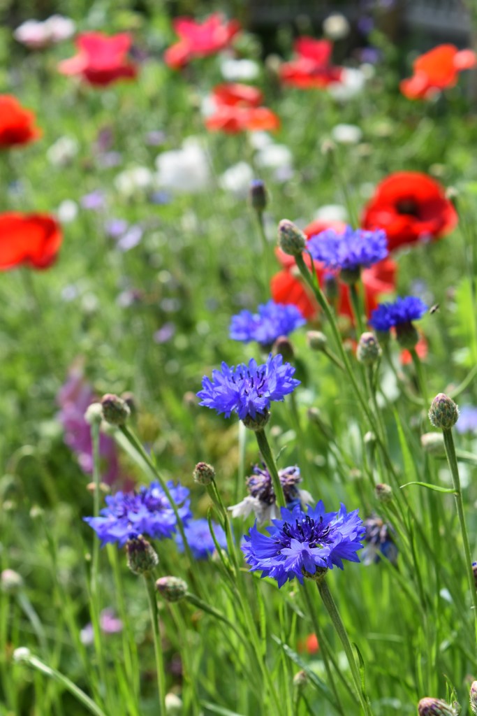 Blue cornflowers are easy to grow from seed