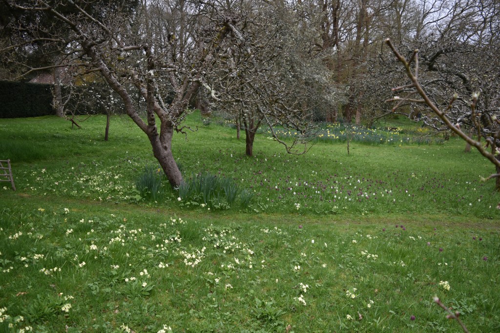 The old orchard and spring flowers in grass at Longbarn Gardens
