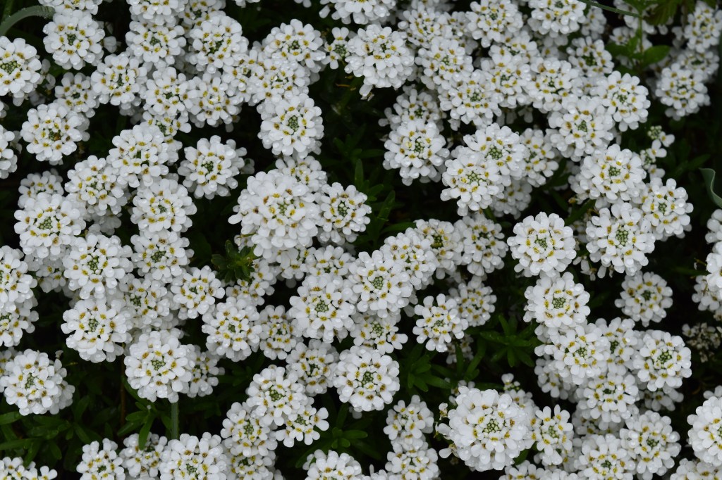 Candytuft is a white flower that looks good along a path