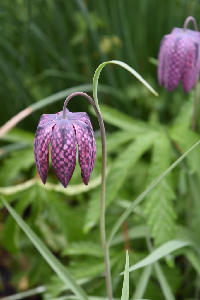 Snakes head fritillary in purple with a checkerboard pattern