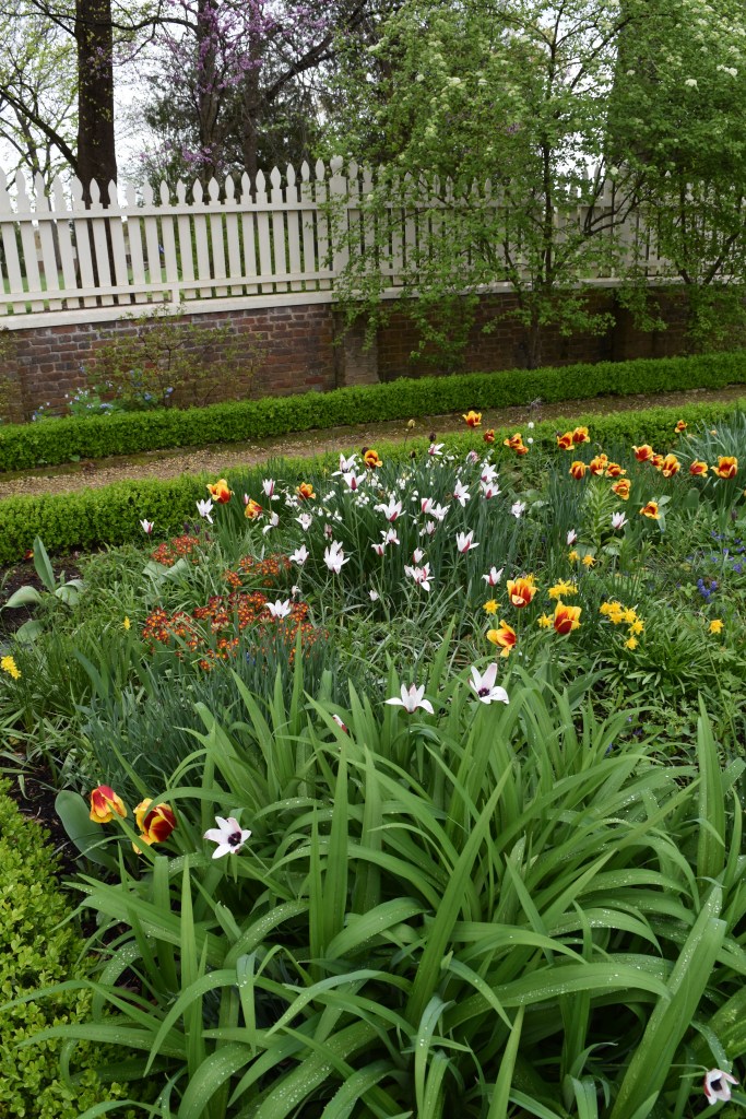 Tulips in a box-borderd flower bed at Mount Vernon, Virginia
