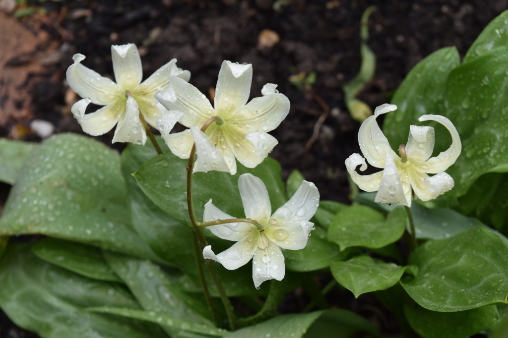 White trout lilies with swept back petals 