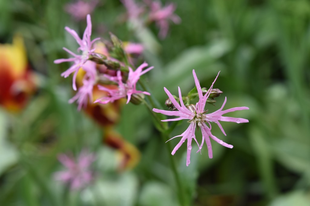 Ragged Robin is a pink slender flower