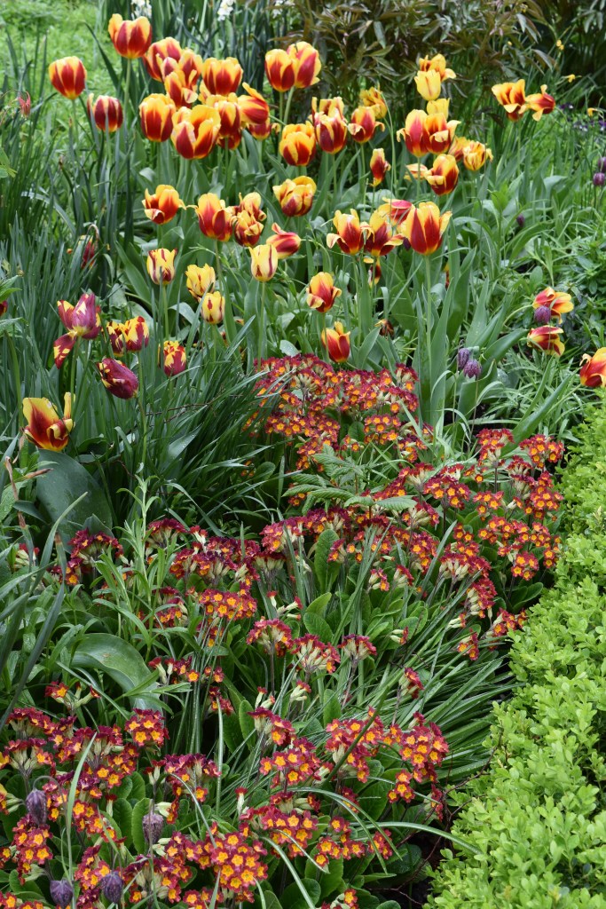 Red and Yellow Tulips combine with old cowslip primroses also in red and yellow in the Upper Flower Garden at Mount Vernon