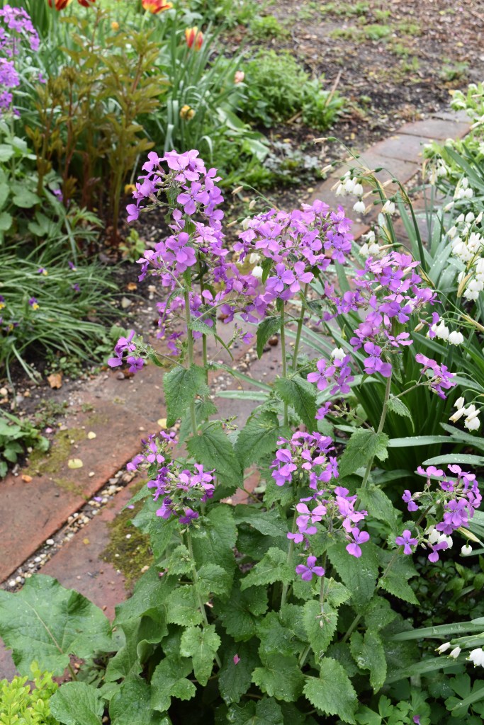 Honesty plant with purple flowers at Mount Vernon