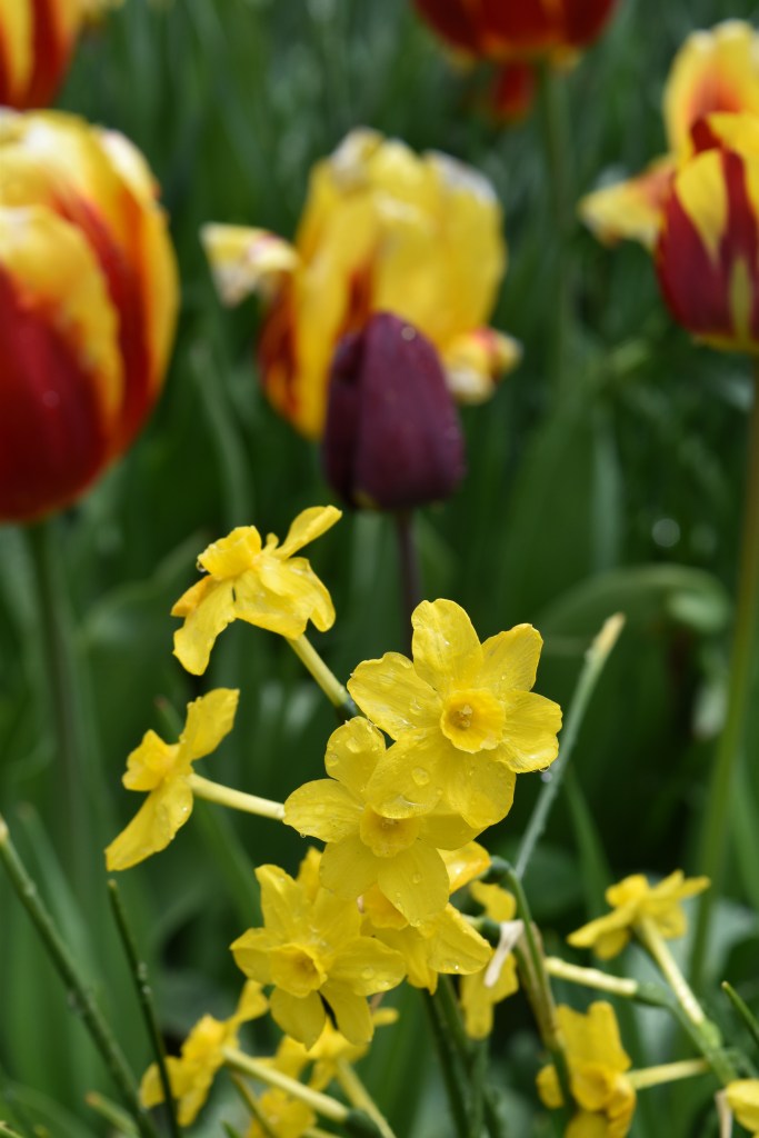 An Early Louisiana Jonquil type yellow daffodil