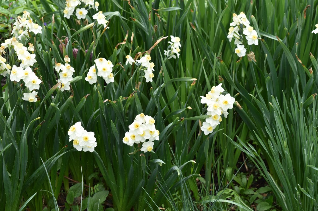 Tazetta daffodils called severnteen sisters - they have many daffodil heads on one stem