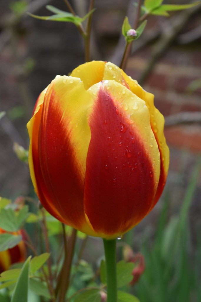 Keizerskroon Tulip is red and yellow and dates from 1750