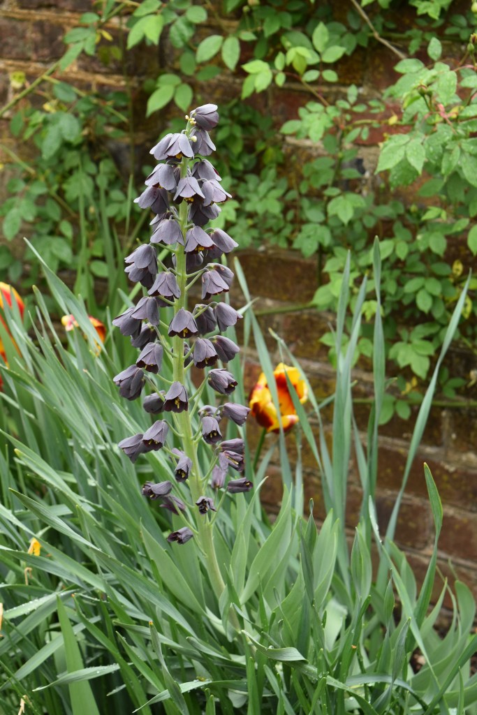 Persian Fritillary is tall and dusky slate in color with many dangling flowers up the stem