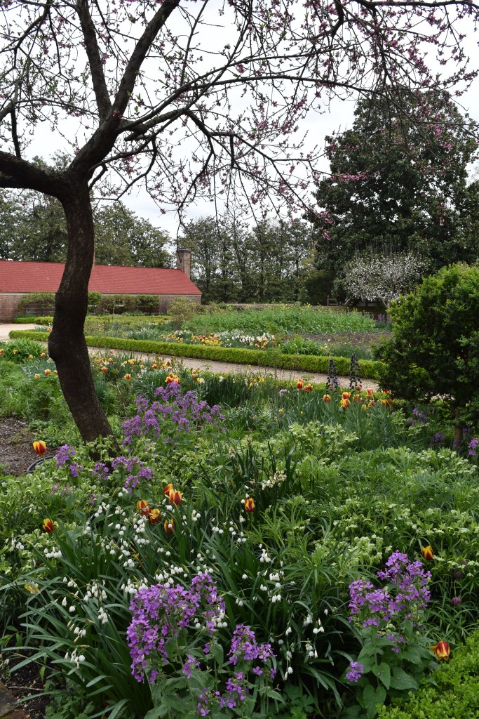 A view across the garden at Mount Vernon with a fruit tree underplanted with flowers
