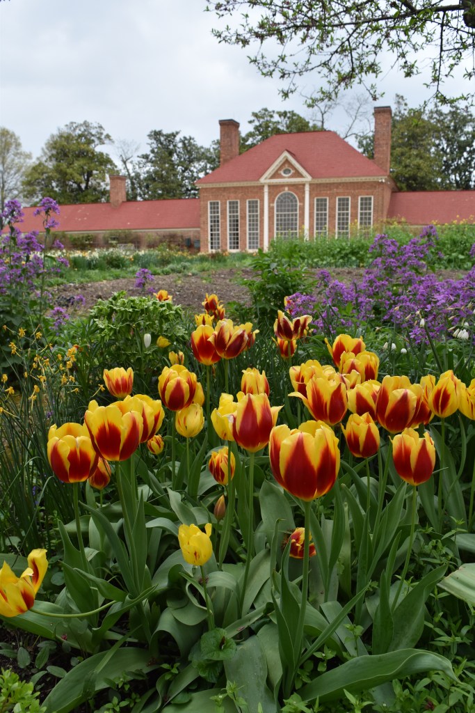 Mount Vernon Upper Flower Garden with the re-created greenhouse at the back
