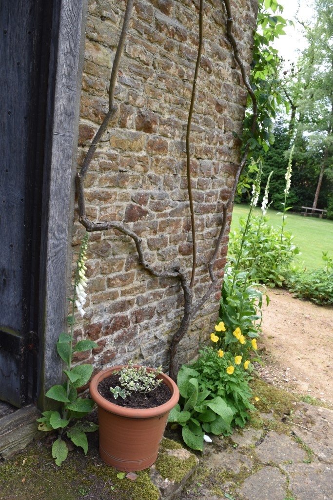 Outside the back door at Munstead Wood - with a terracotta pot and white foxgloves