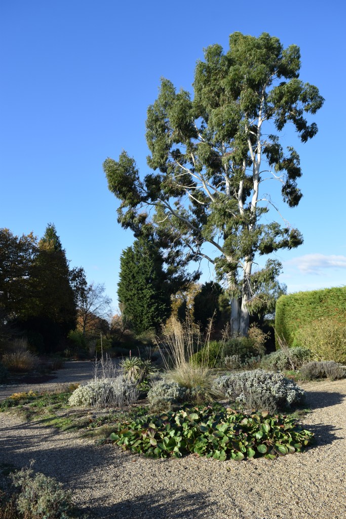 Beth Chatto's Dry Garden in Essex England with a pebble path and plants behind including a Eucalyptus tree
