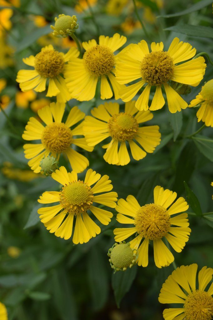 Helenium - yellow daisy-like