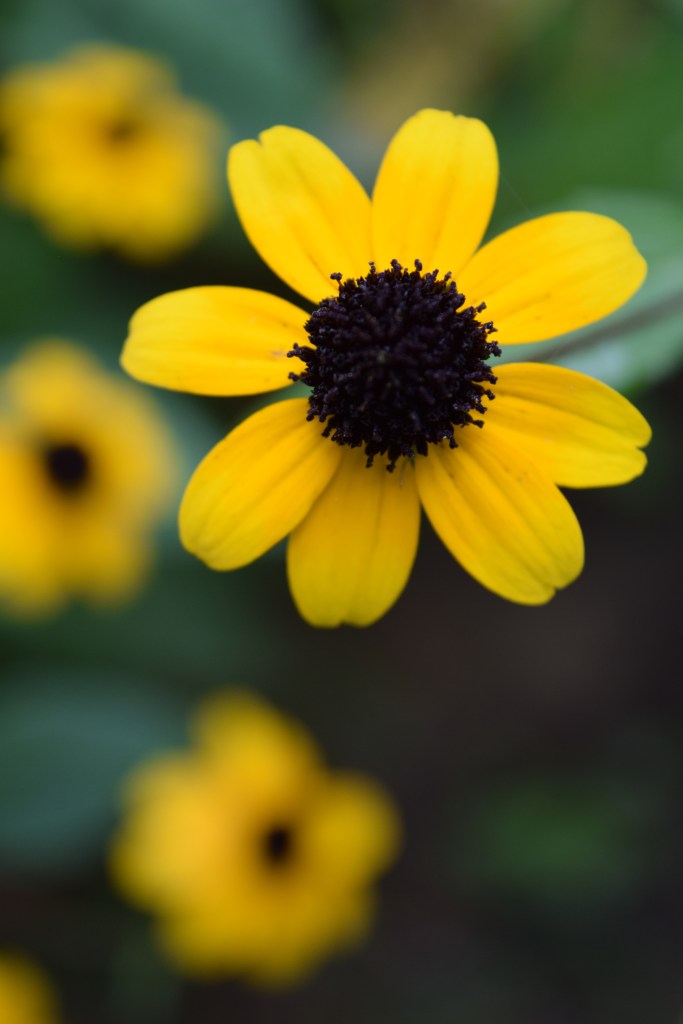 Brown-eyed Susan