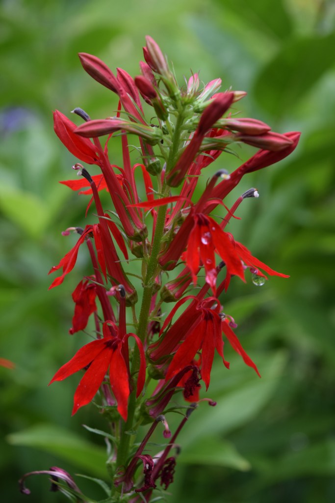 Red Lobelia